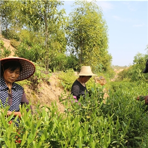 采摘玉佛香茶鮮葉